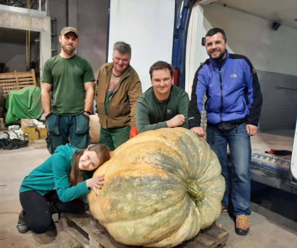 Dynia gigant w Zoo w Poznaniu
