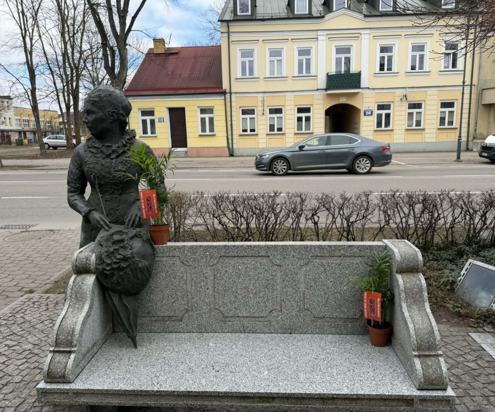 Darmowe palmy na ulicach Suwałk! Mieszkańcy przecierali oczy ze zdumienia. Niezwykła akcja Radia ESKA 