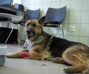 Jego właściciel poszedł się bić na wojnę on został sam [ZDJĘCIA]