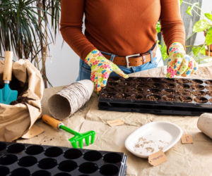 Wysiew nasion na rozsadę