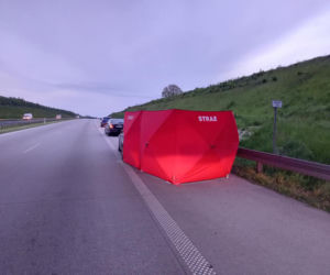 Piłkarz zginął po zderzeniu z łosiem