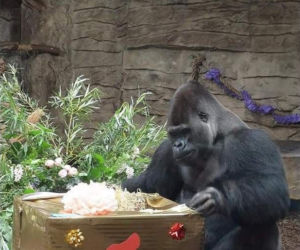 Warszawskie zoo zaprasza. Zrób święta gorylowi