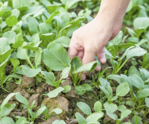 Kapusta pak choi