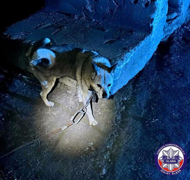 Skazał psa na powolną śmierć w zaroślach. Zwierzę pod Oławą było uwiązane na stalowej lince