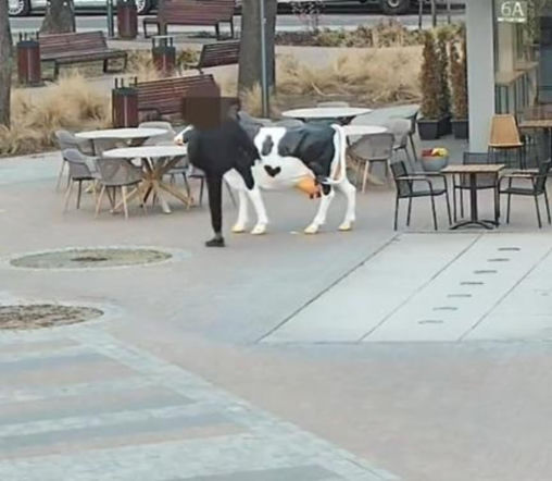 Pijany 29-latek zdemolował figurę krowy w Garwolinie. Później rzucił się na policjantów