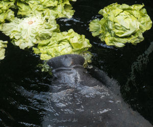 We Wrocławiu urodził się manat
