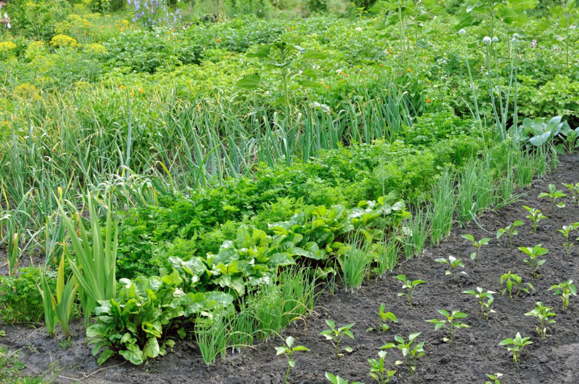 Planowanie warzywnika