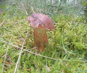Grzybobranie 2017 w Bydgoszczy i okolicach [ZDJĘCIA CZYTELNIKÓW]
