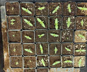 Plantacja marihuany: Kibole uprawiali marihuanę