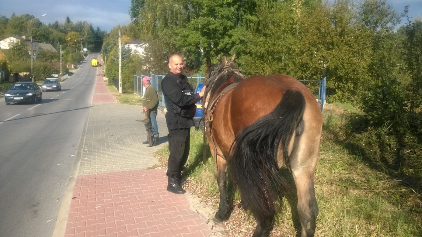 Człowiek guma, półnaga kobieta, wędkarz naturysta -czyli nietypowe interwencje Starży Miejskiej Starachowice