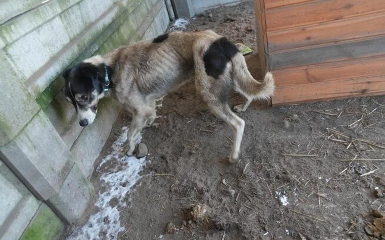 Akcja ratunkowa w likwidowanym schronisku Kocham Psisko w Mąkosach Nowych