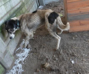 Akcja ratunkowa w likwidowanym schronisku Kocham Psisko w Mąkosach Nowych