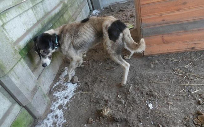 Akcja ratunkowa w likwidowanym schronisku Kocham Psisko w Mąkosach Nowych