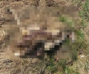 Martwe sarny w Tarnowie. Kto odpowiada za tajemniczą śmierć zwierząt?