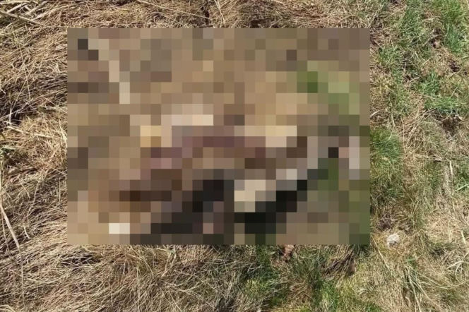 Sarna znaleziona przy ul. Niedojadły w Tarnowie