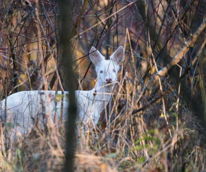 Biała sarna w Nadleśnictwie Giżycko! Taki okaz rodzi się raz na kilka lat [ZDJĘCIA]