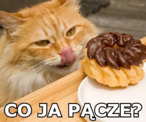 Memy na Tłusty Czwartek 2020. Śmieszne obrazki i gify na Tłusty Czwartek 20 lutego 2020