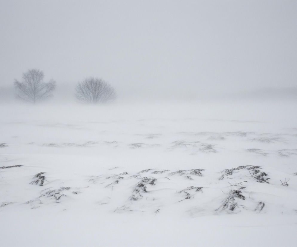 Zasypany śniegiem, otwarty krajobraz z dominującą bielą i szarością. Na pierwszym planie, w dolnej części kadru, z białej, pofałdowanej powierzchni śniegu wystają kępy ciemnych, nagich roślin. W tle, na horyzoncie, z mglistej bieli wyłaniają się dwie bezlistne, ciemne drzewa, a dalej niewyraźny zarys lasu. Górna część obrazu to jednolicie szare, zamglone niebo.