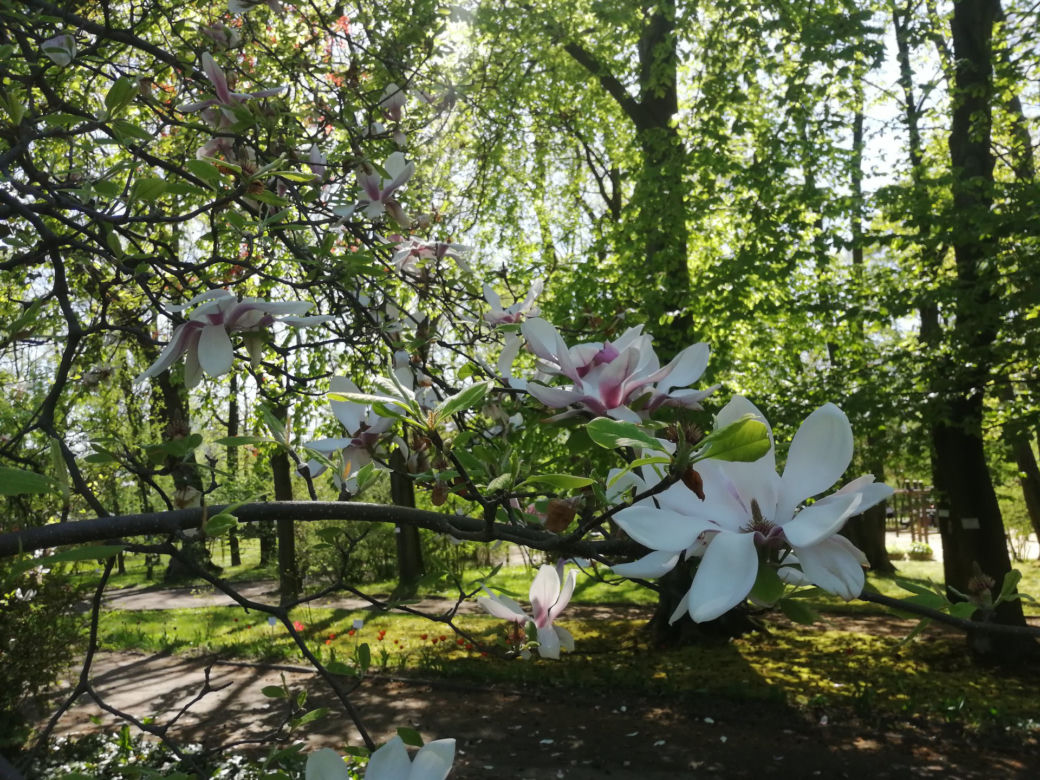 Miejski Ogród Botaniczny w Zabrzu