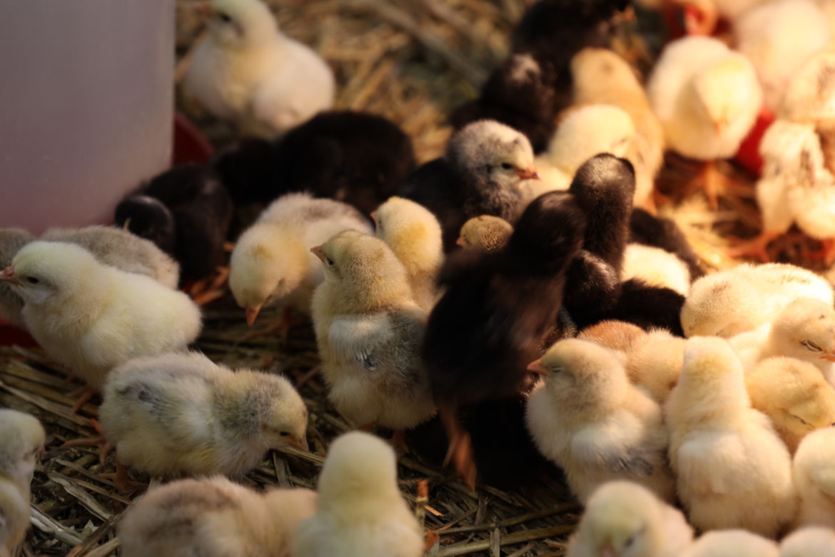 ZooPark 2023 w Lublinie przyciągnął tłumy!