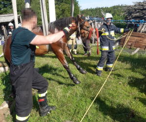 Sępólno Wielkie:Strażacy wyciągneli konia z szamba