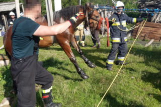 Zachodniopomorskie : Strażacy uratowali konia, który wpadł do szamba