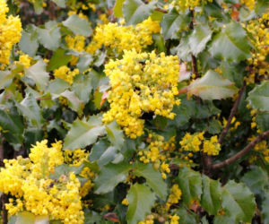 Mahonia pospolita
