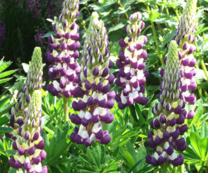 Łubin trwały 'Gallery Blue'