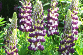 Łubiny - nie tylko piękne, ale i pożyteczne! 