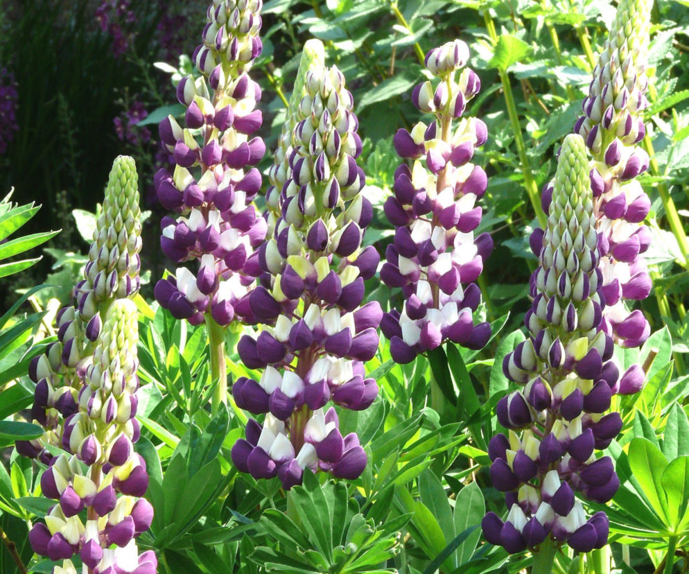 Łubiny - nie tylko piękne, ale i pożyteczne! 