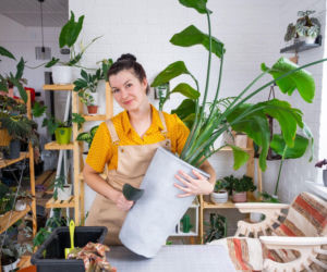 Przesadzanie strelicji