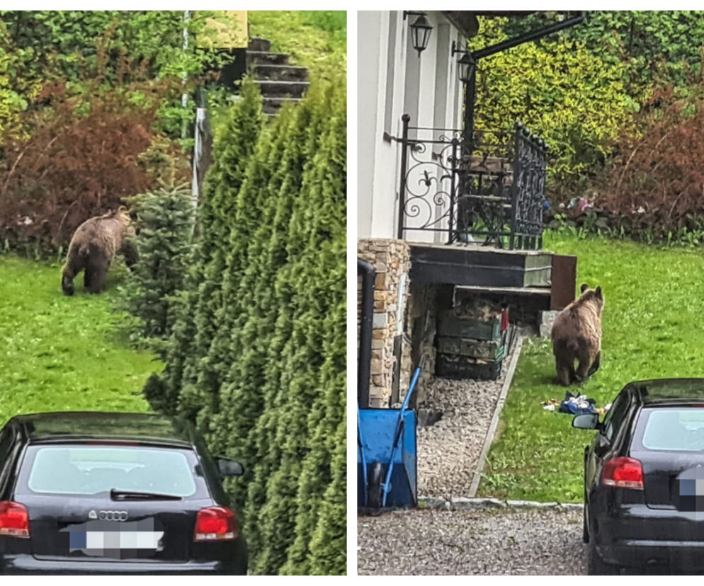 Zakopane. Niedźwiedź buszował w śmieciach w samym centrum! Tuż pod oknami domów 