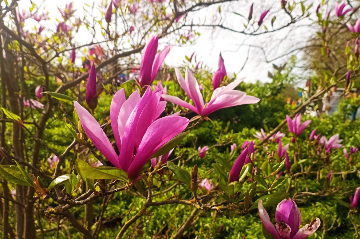 Magnolie w Szczecinie