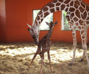 Mała żyrafa w zoo