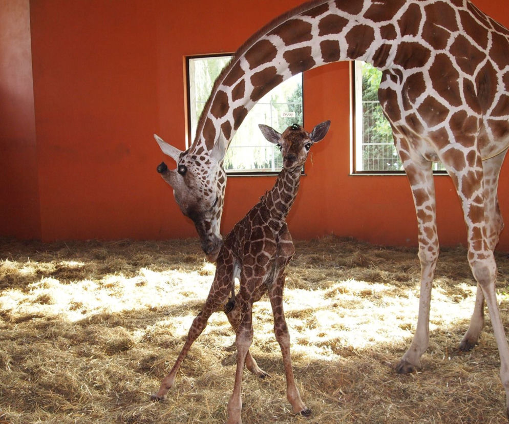 Mała żyrafa w zoo