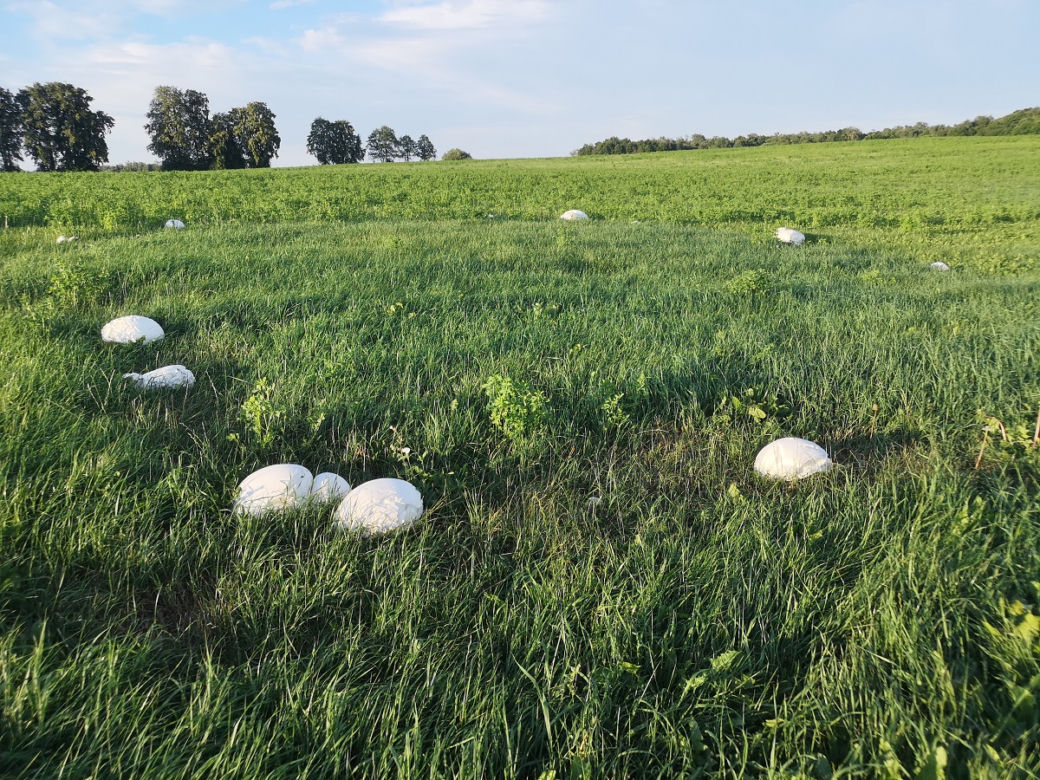Nadleśnictwo Augustów. Ale GRZYB! Niezwykłe odkrycie na łące na Podlasiu!