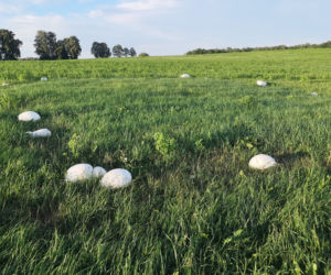Nadleśnictwo Augustów. Ale GRZYB! Niezwykłe odkrycie na łące na Podlasiu!
