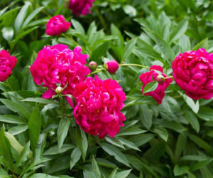 Peonie