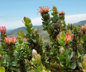 Protea królewska