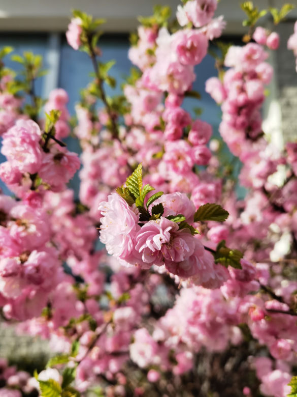 Zdjęcie wykonane telefonem Huawei P40 Pro