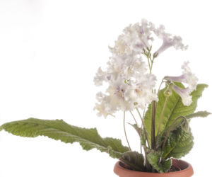 Skrętnik (Streptocarpus)