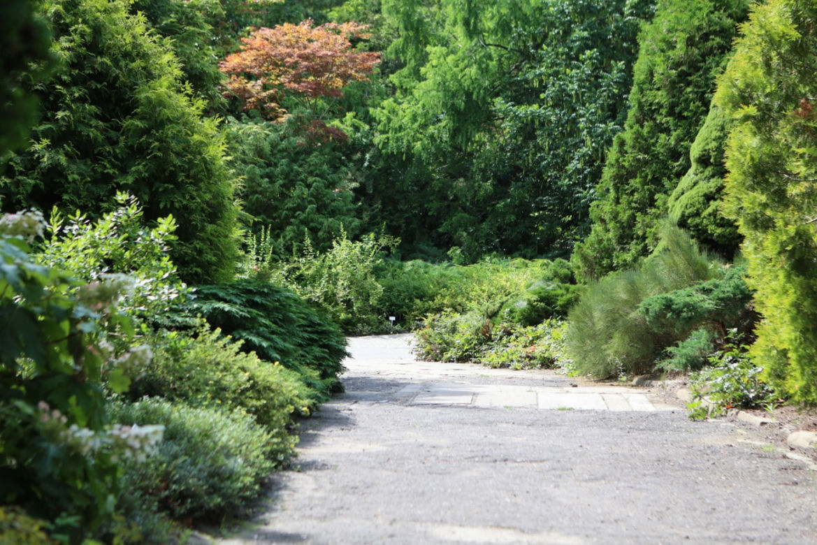Kwitnący Ogród Botaniczny UMCS w Lublinie