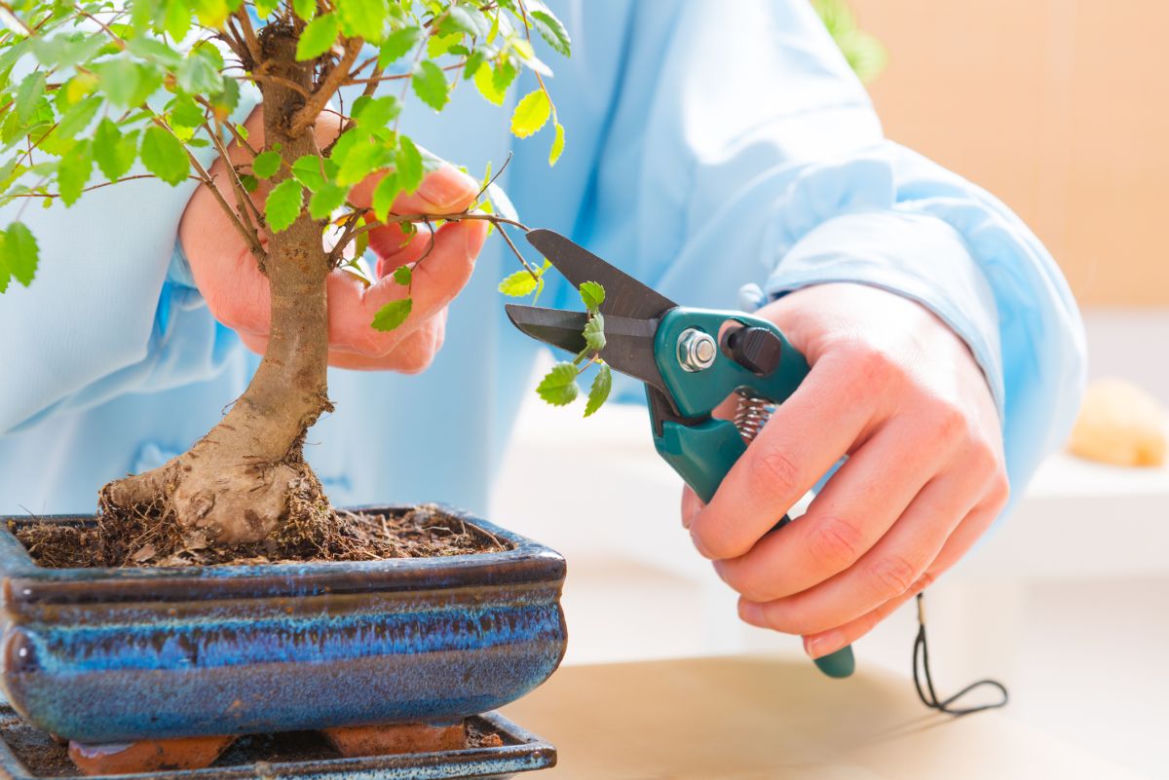 Jak dbać o drzewko bonsai?