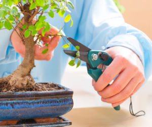 Bonsai