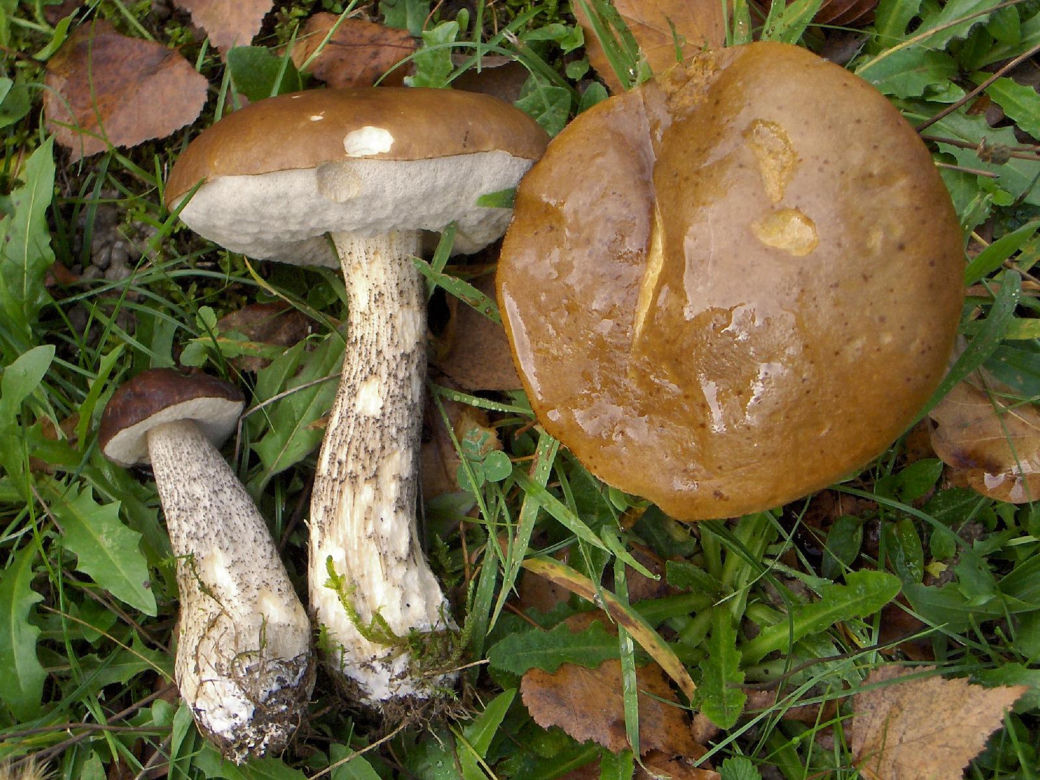 Koźlarze