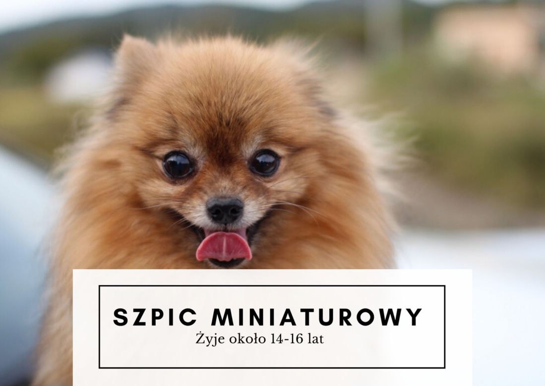 Te psy żyją najdłużej! Niektóre mogą towarzyszyć nam nawet 20 lat