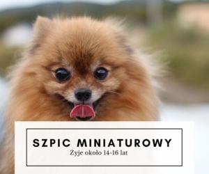 Te psy żyją najdłużej! Niektóre mogą towarzyszyć nam nawet 20 lat