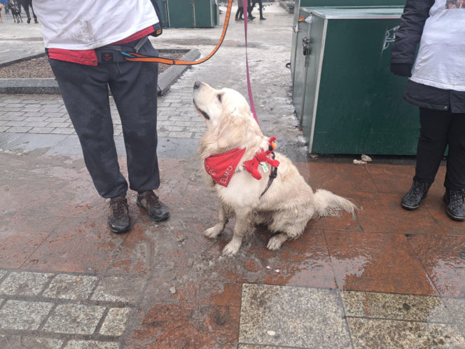 34. finał WOŚP w Krakowie. Golden Retrievery na Rynku Głównym