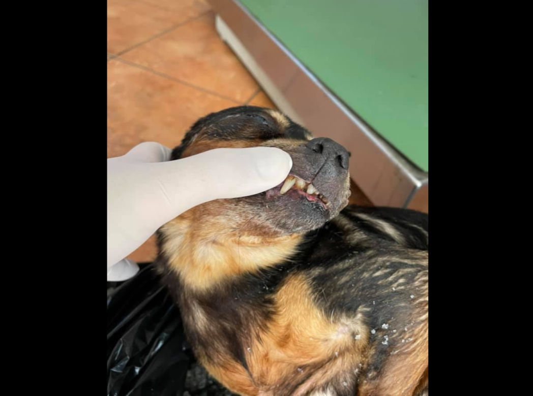 MAKABRYCZNE zdjęcia! Pies wyrzucony w przydrożnym rowie! Jest nagroda za wskazanie sprawcy 