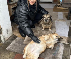 Joanna Krupa odwiedza schronisko dla zwierząt